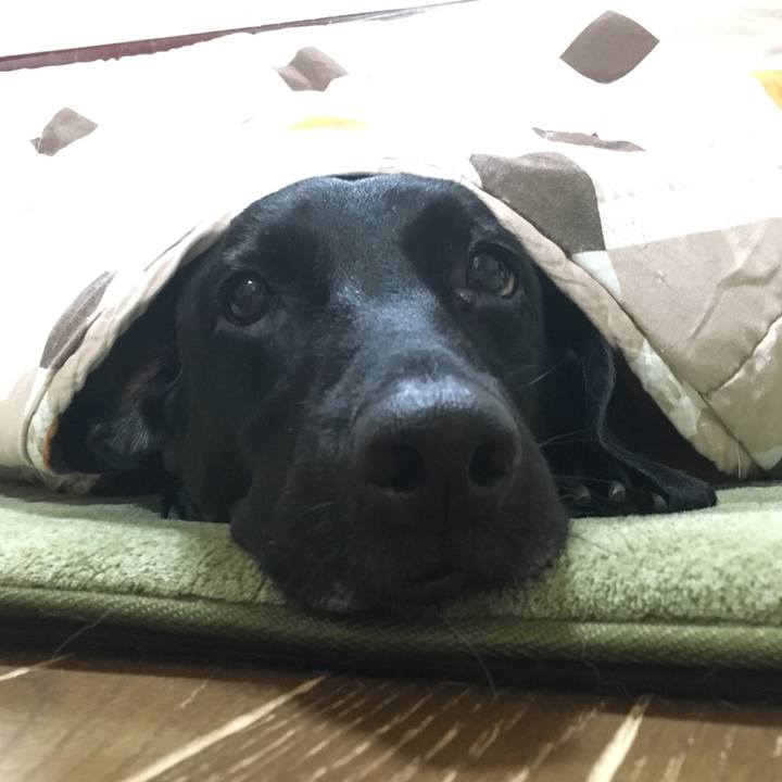 8a17be75 42d5 4b76 871c 60e1b7ec10b6