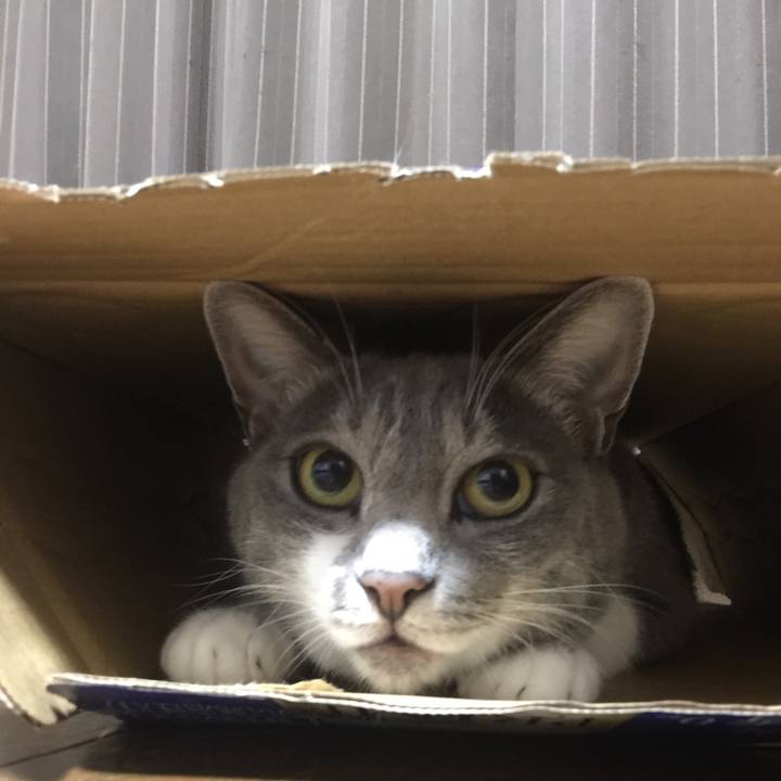 8a1a94c6 4374 4878 bde8 48476268324c