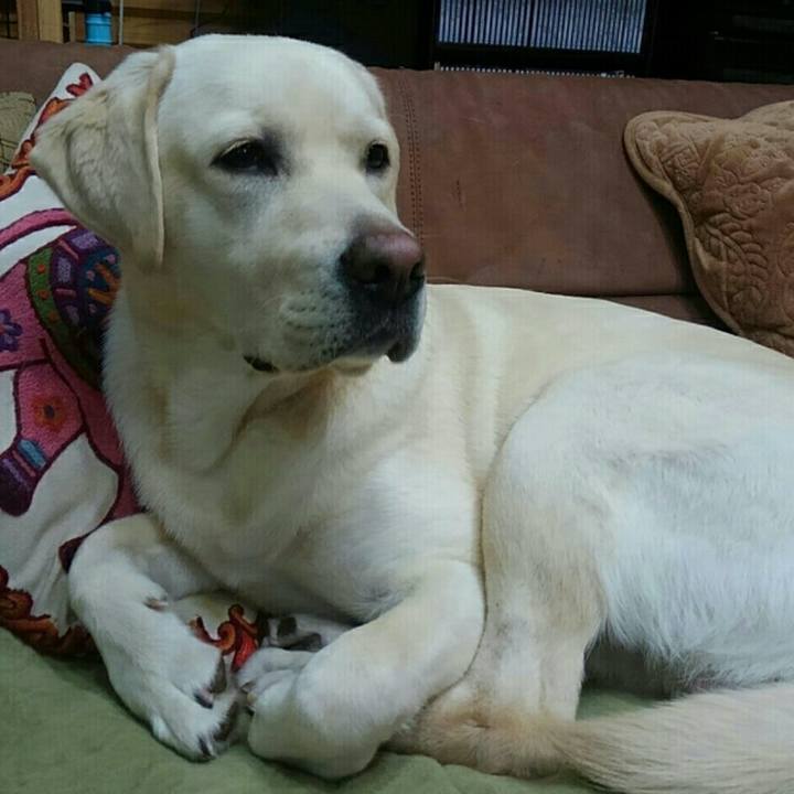 8a1aa60c 1b11 480a a030 bc9a16bf111a