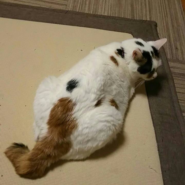 8a238f12 fee5 44f2 9b0d 75cf6dfc8e87