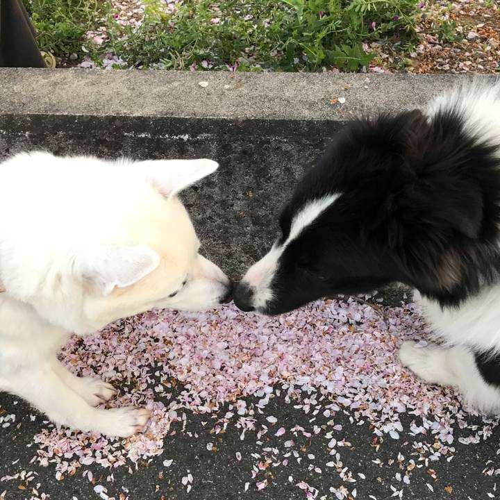 8a26e47b f02a 40c7 a7f4 1e01289b76c4