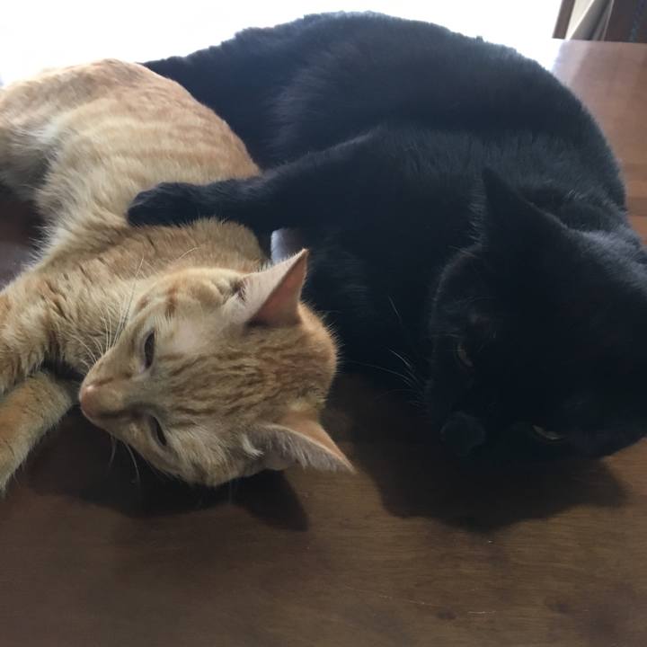 8a3650cf 6a9e 4730 a789 c03d22f1377e