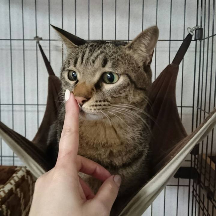 8a37e39c cbe8 4fa2 bb77 09421921510e