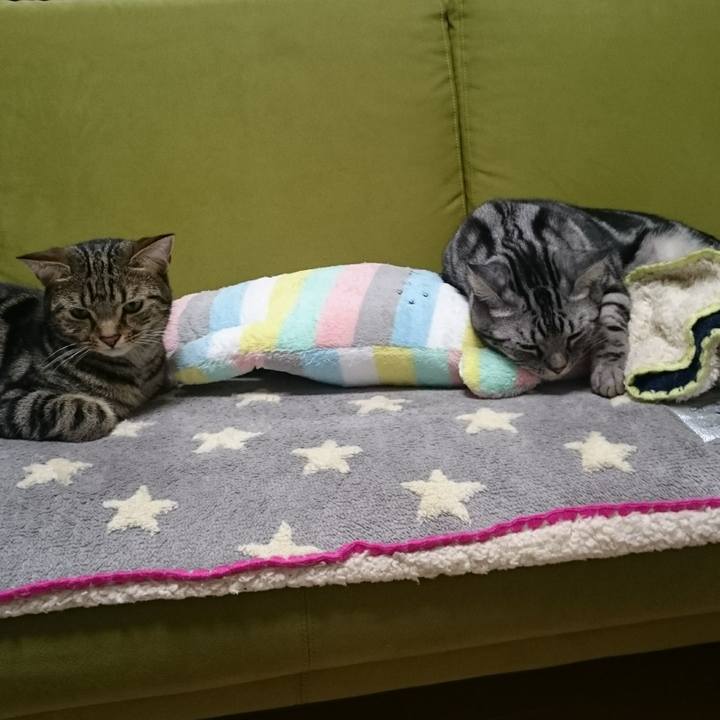 8a394425 6702 4e6e be94 8bed9a5716d7