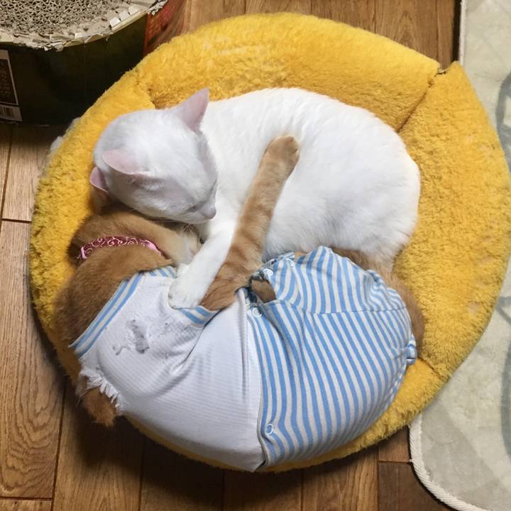 8a3fc2dc 7e1e 41ff b924 8a60b366b1c0