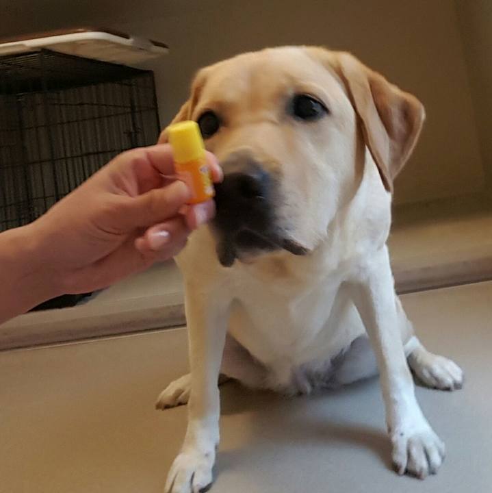 8a46e372 76eb 4c6f 86c1 df2cfeca6be3