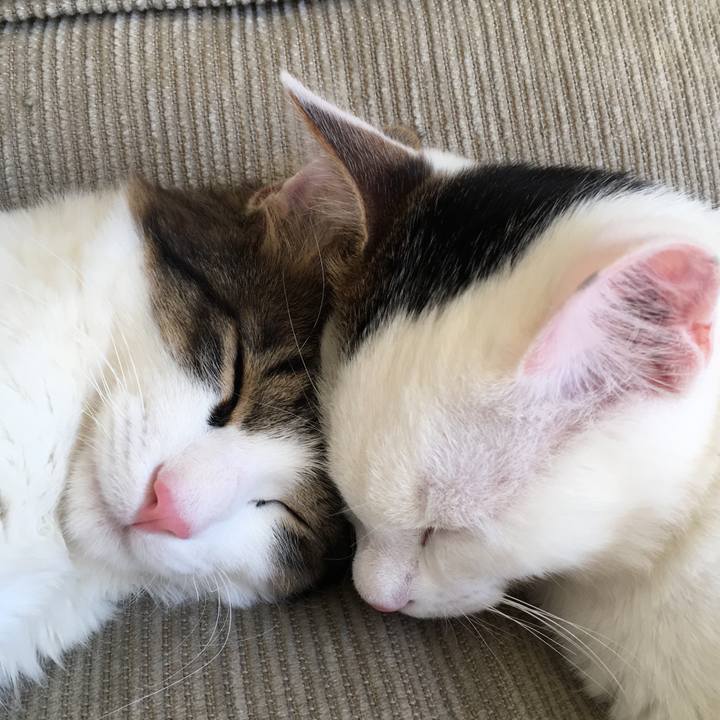 8a4a2e2f fa5c 4332 9556 7daa9d49346f