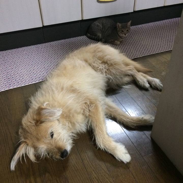 8a4c2a1f 6bde 4c24 9b98 0e0120add087