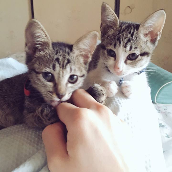 8a52ecd8 7243 40d5 b119 c29051e76f1b