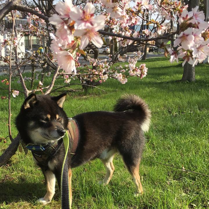 8a53b427 21c0 4ab4 bce1 7ee9735d227b