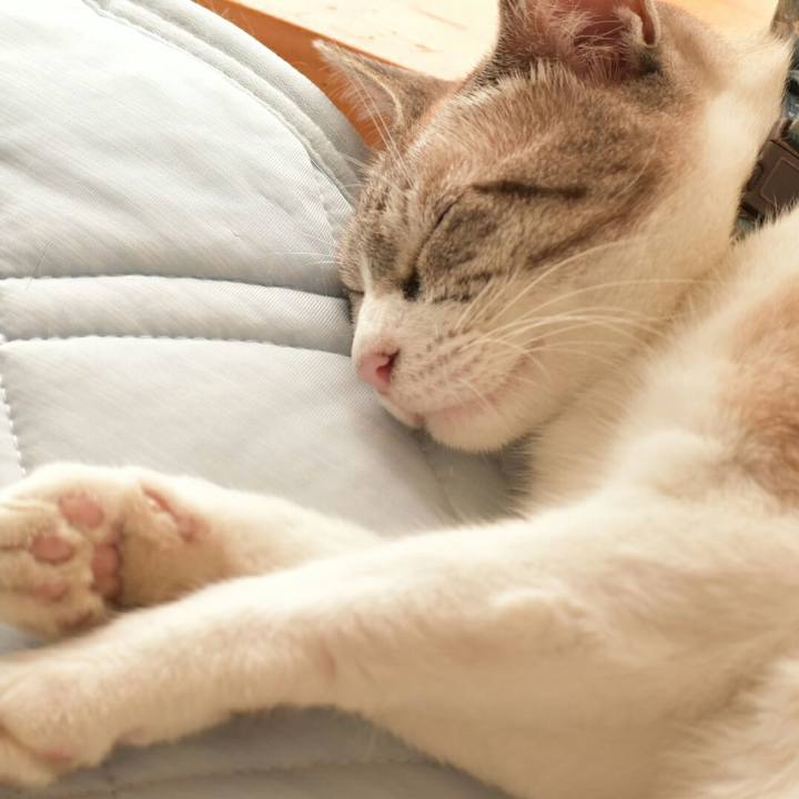 8a554f82 a6b0 439a be7f ca3b8a003a9a