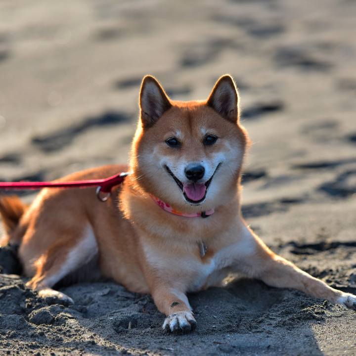 8a56ad87 199e 4873 8ffc 0a9dbbb95556