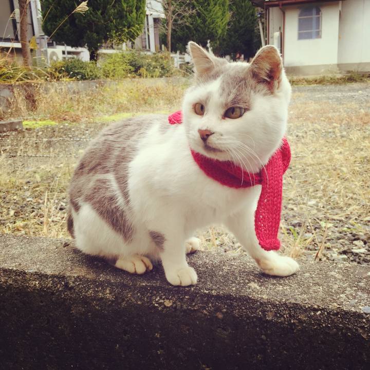 8a5946b8 2213 45c2 a551 94694011d125