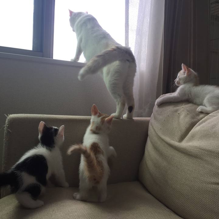 8a5a7db4 b41b 4632 9cb6 a935a7c610ca