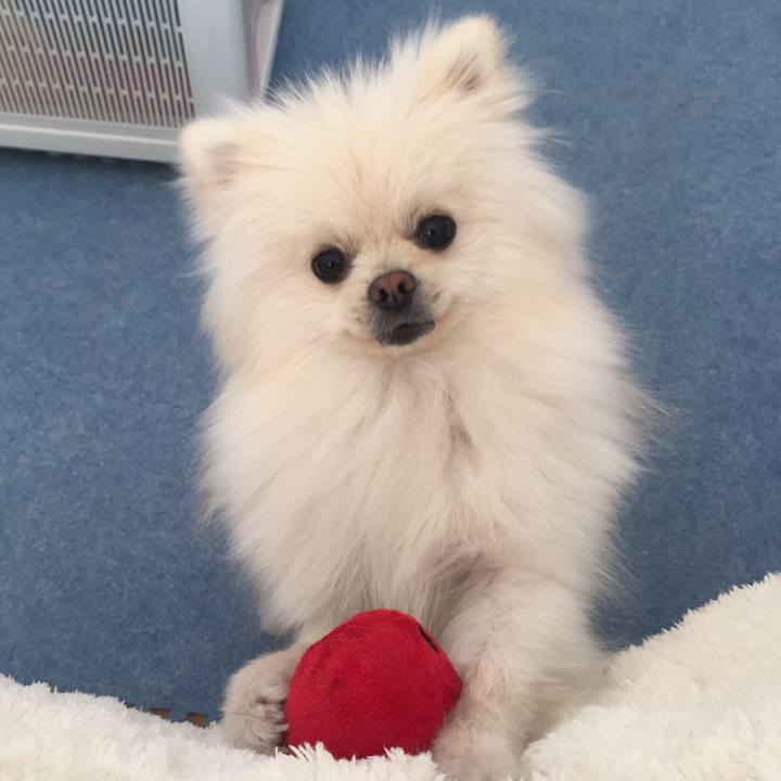 8a5e530a c450 4881 b608 28c052338fe2