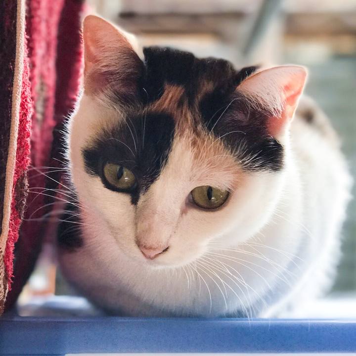 8a63da93 d622 484b a587 066bf777b962