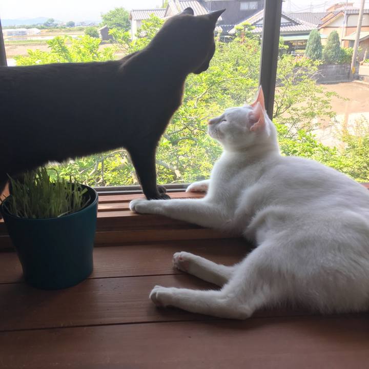 8a6566ac a4ff 4db3 9299 a62abbd474fa