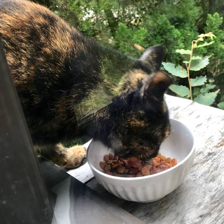 8a68ae6a 32da 4347 971c 7e0af87a1c32