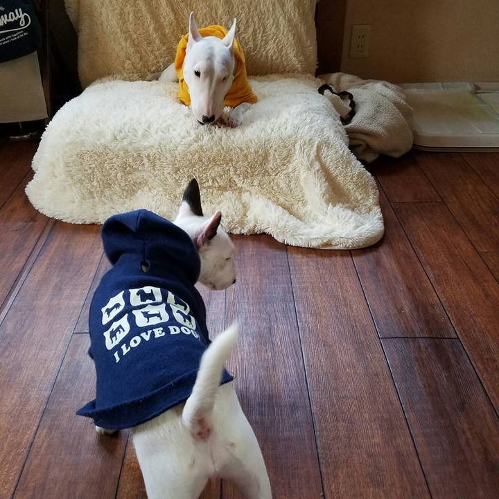 8a6a26ef 956e 4bb3 bf44 bd90db2c8c82