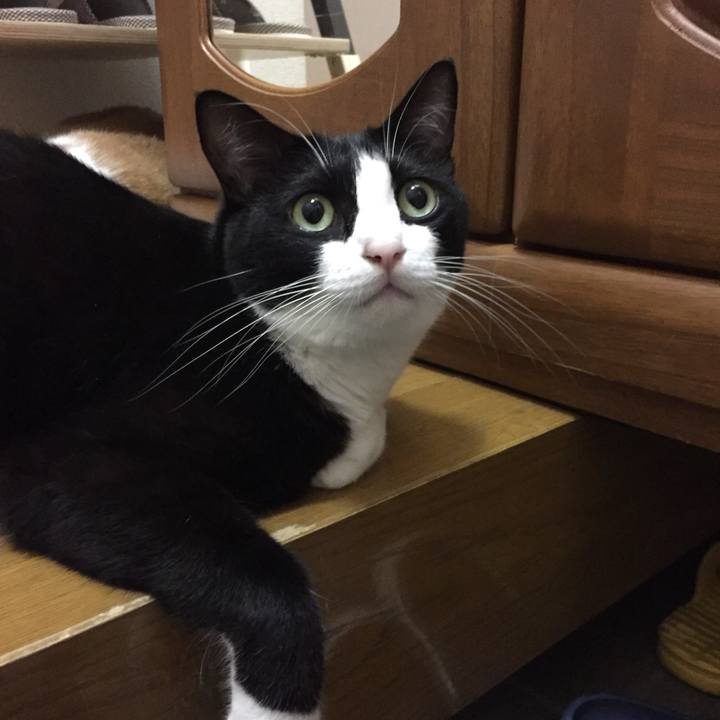 8a6c5dcf 7cfa 4290 8a30 03b48b5e8420