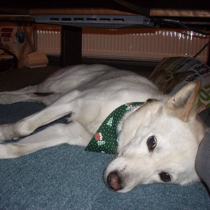 8a6cedea c5e6 41d1 81c9 eefcf503d3fa