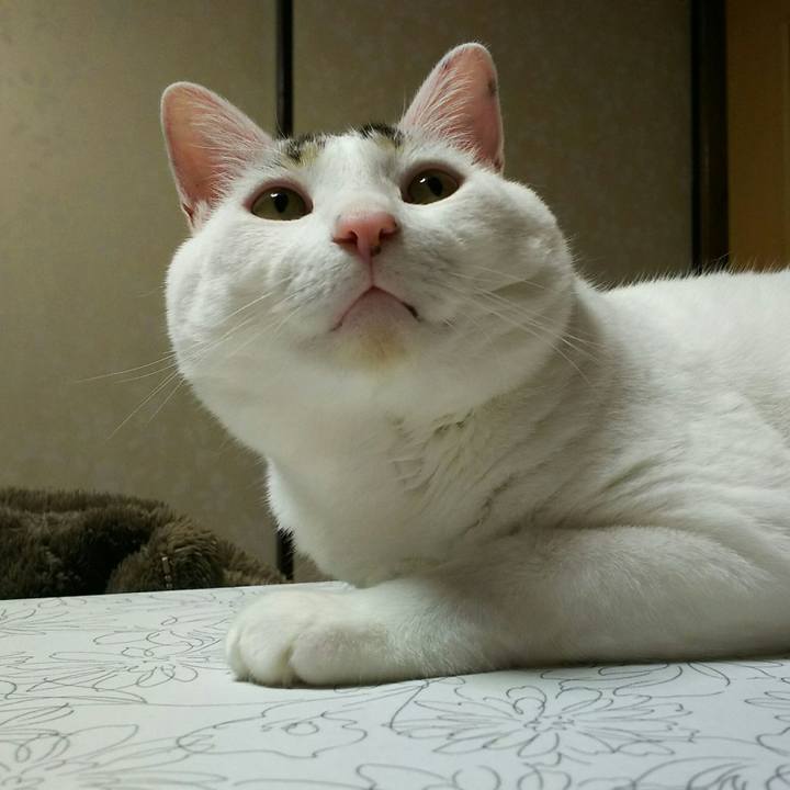 8a77a08e 4d8a 4bf6 bf08 5497d4521949