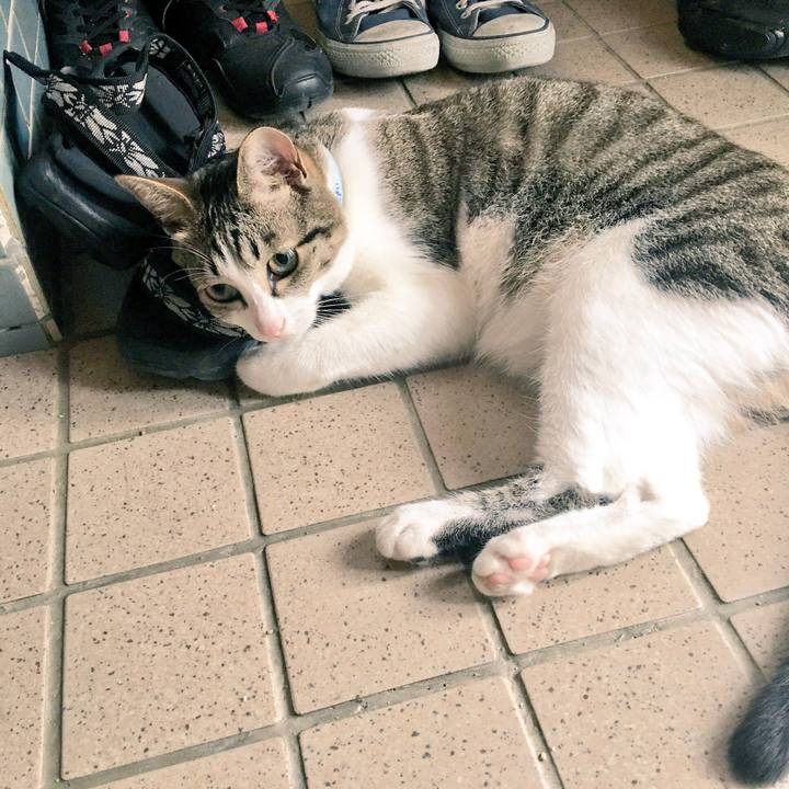 8a8268b3 adea 40af a2b4 32adf92a0ee0