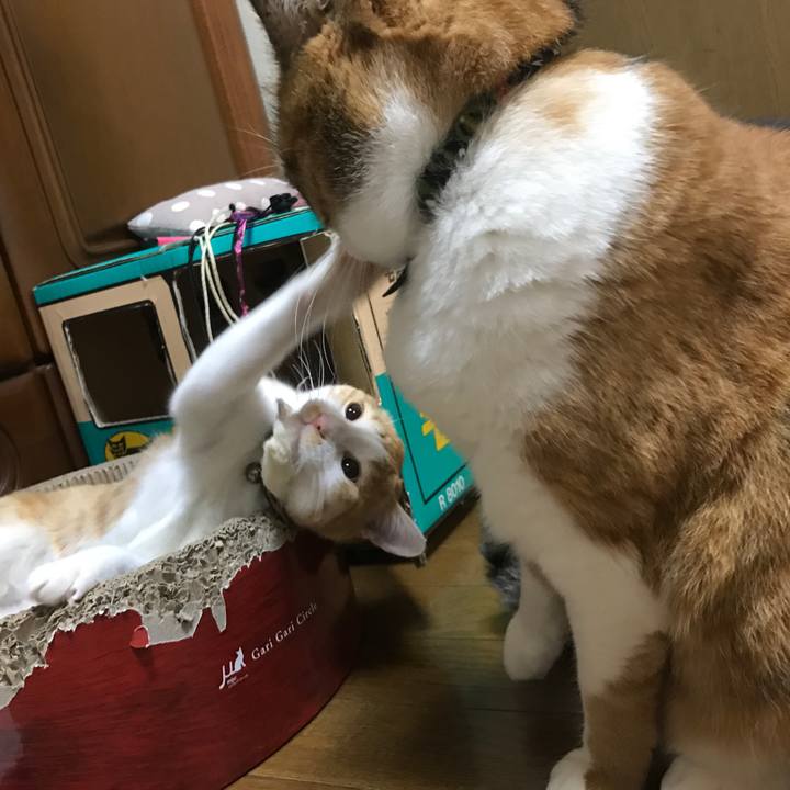 8a9218c9 affa 4f84 a6b5 83c90e201927