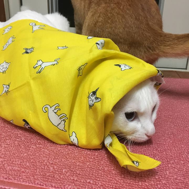 8a9652ec 7b7f 4a58 9deb 78ac7b20a5c3