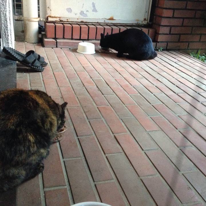 8a9b86e2 7f90 4f0a 8b1e 85b8d81ef20f