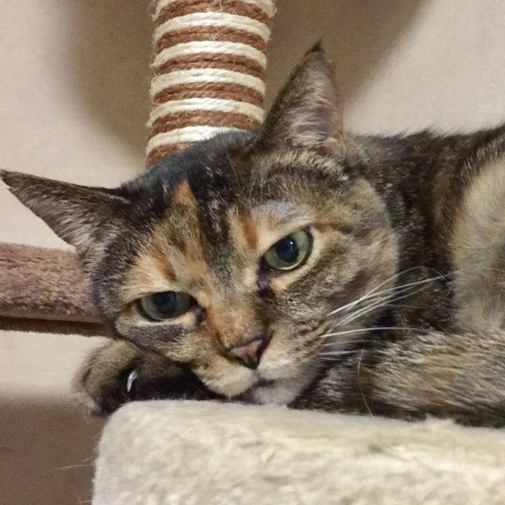 8a9d4dcb 729c 434d b682 fcf824639d07