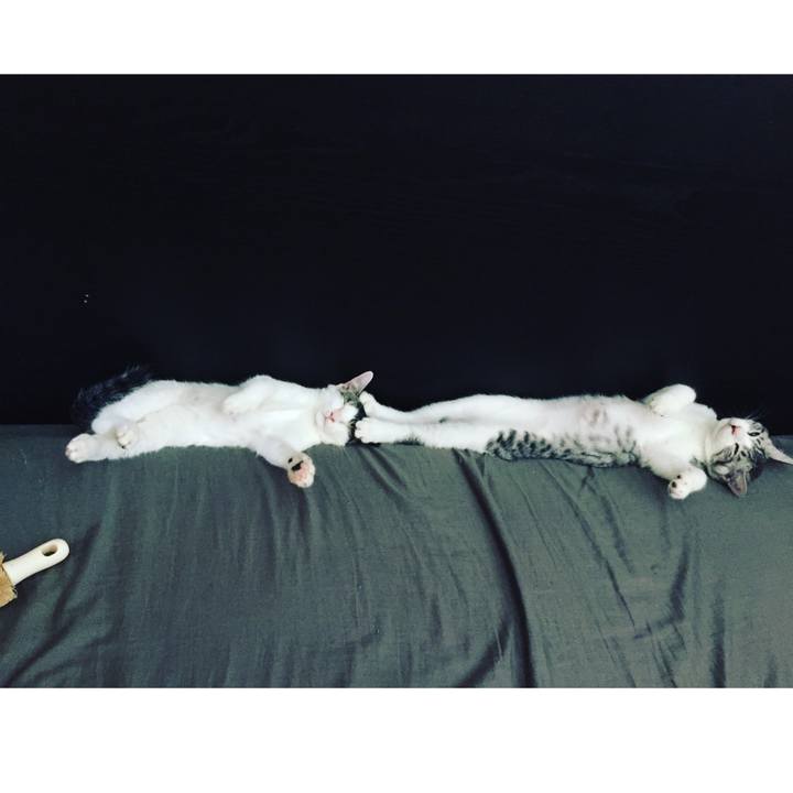 8ac68ed2 f9ca 4c2e 945e 860b47dd392c