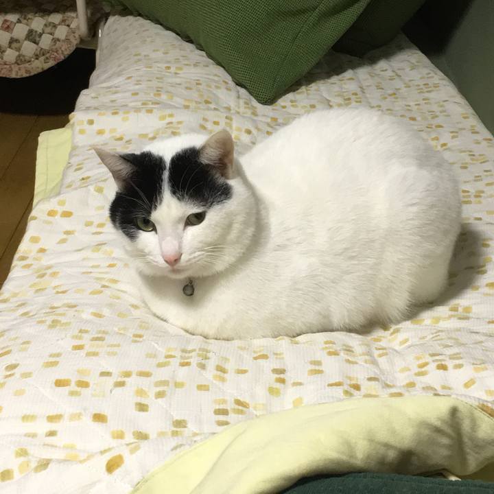 8ac98d1c 06aa 4cfa b971 c3d701eedd87