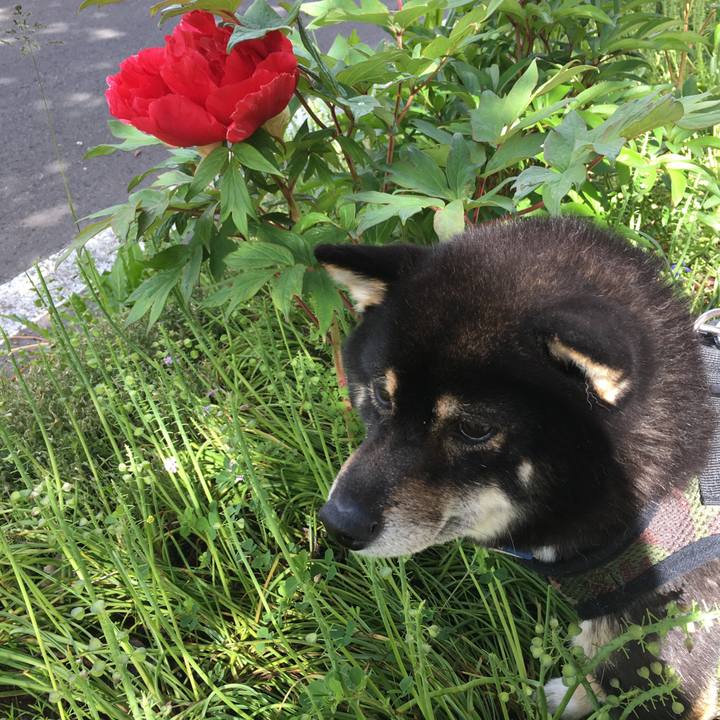 8acbcc0d 4839 4e2f 8ccf 94c204aa74b8