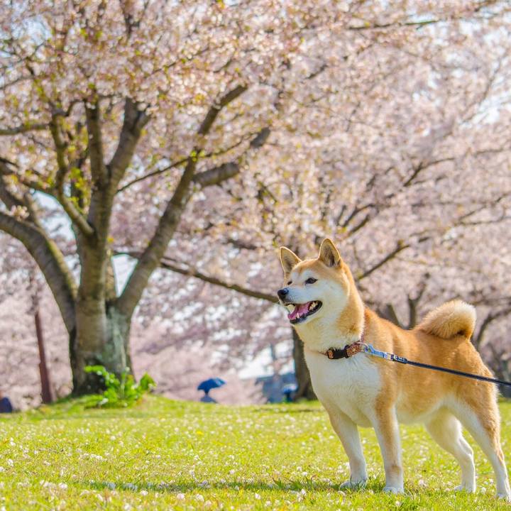 8acca27a 9385 43ad b4d9 ce748a35b153