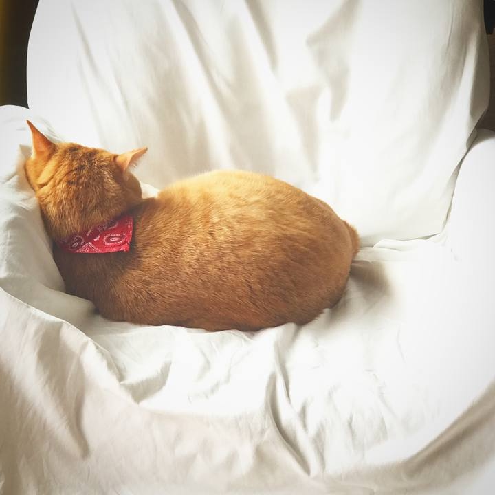 8ace40e2 255a 4884 ad22 ee5f1e185380