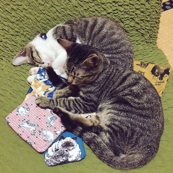 8ad4b080 9a67 4d7b 81eb 675cf5da0547