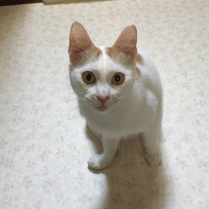 8ad826ff 6ccc 434d 8042 4392aa238f69