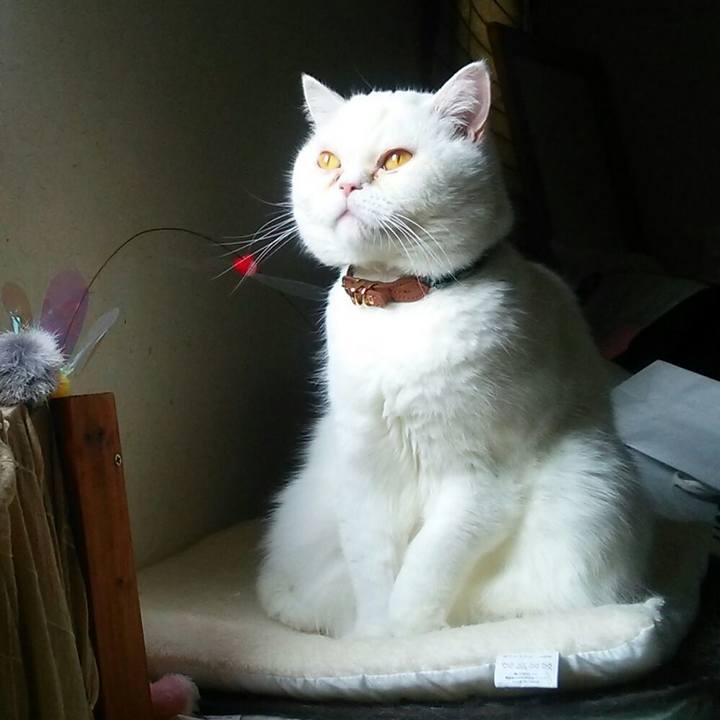 8ad963c4 0215 46f6 8620 f85673b1538a