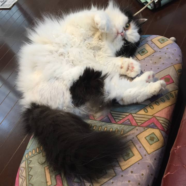 8ae20297 ab2b 4336 9f93 14ac6585bdc5