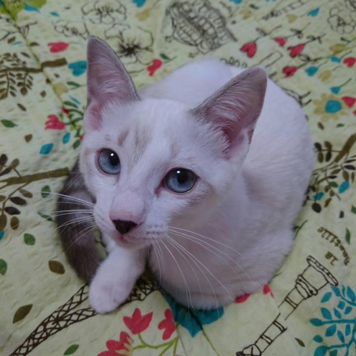 8ae4b86c c4b9 4cfe bb47 21bbc9e3cecb