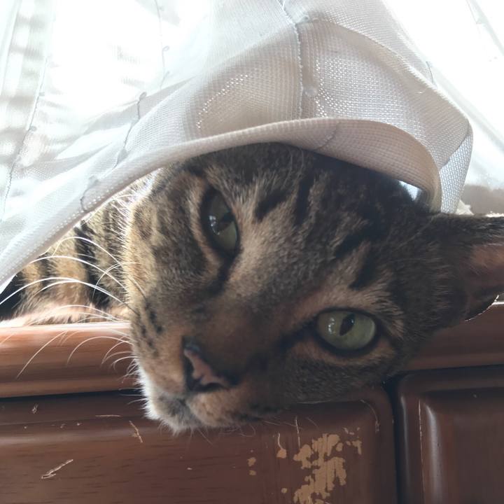 8ae6fa04 ca88 4dc8 a72b 310078d5ea07