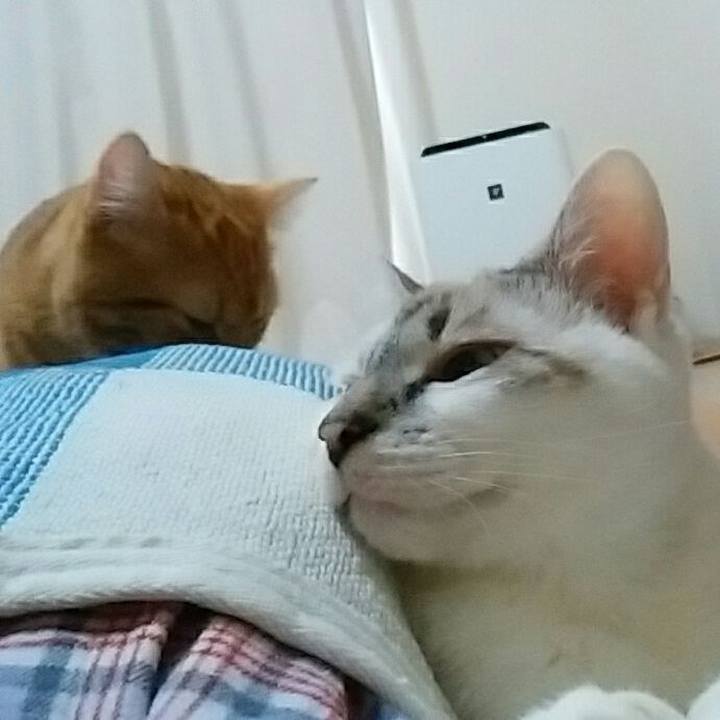 8ae967c0 0d86 4937 b9b8 40ec65ee475c