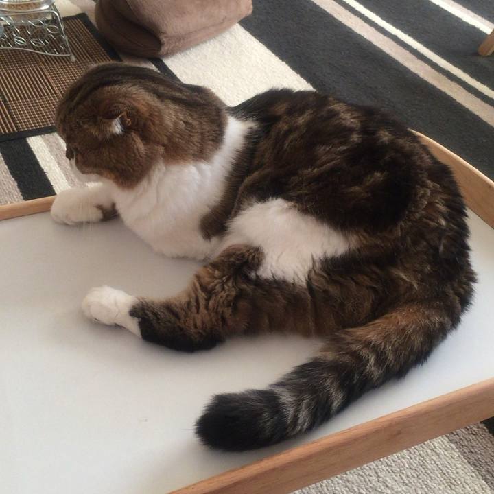 8ae9ccaa f2b7 4f98 9f00 2e84ec93b651