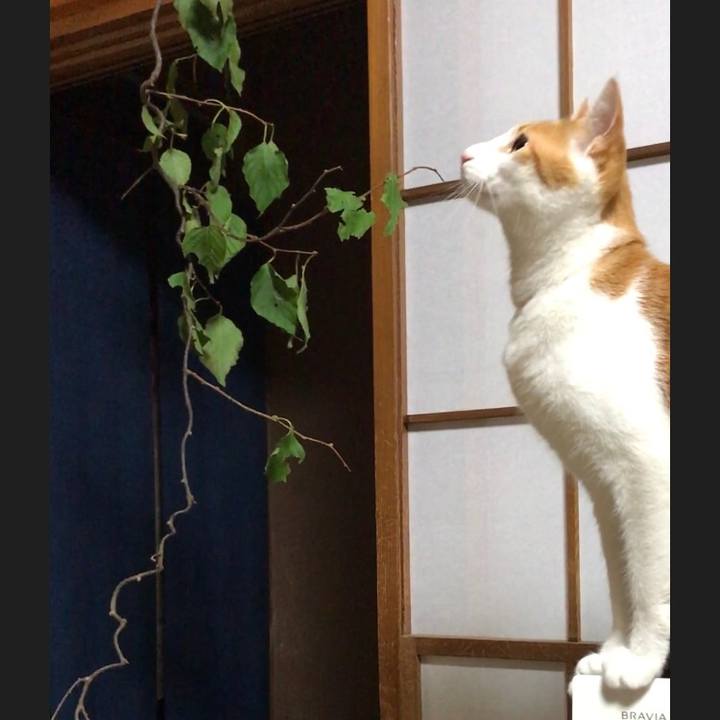 8aeba1f3 01f4 42d9 948c 0e22fa79d8c4