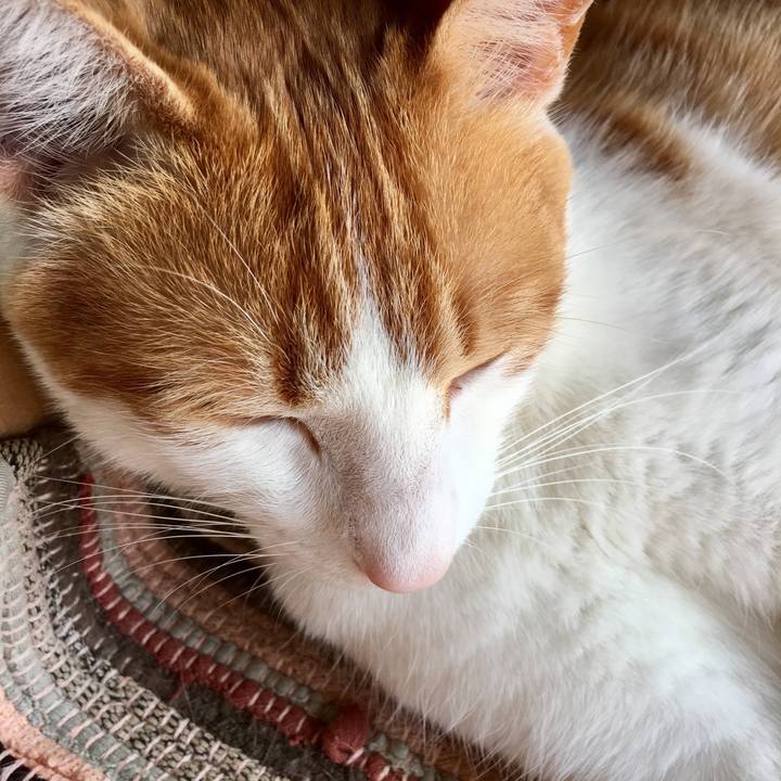 8aed0720 4c69 4e7b 9f8b f444adb02b73