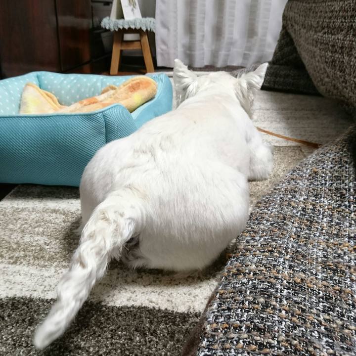 8aef1dd4 2591 4a70 a1dd 73adaaf9824e