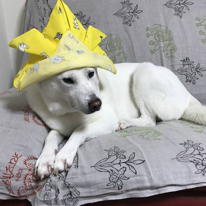 8af5e159 46ba 4bc4 8efd 88ff2b726e96