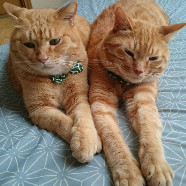 8afc5046 c751 4480 bcd3 367c9a16a7af