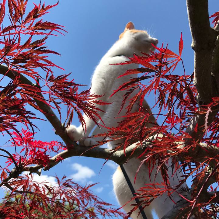 8afd940a 4641 4724 9ba4 80a43aad3781